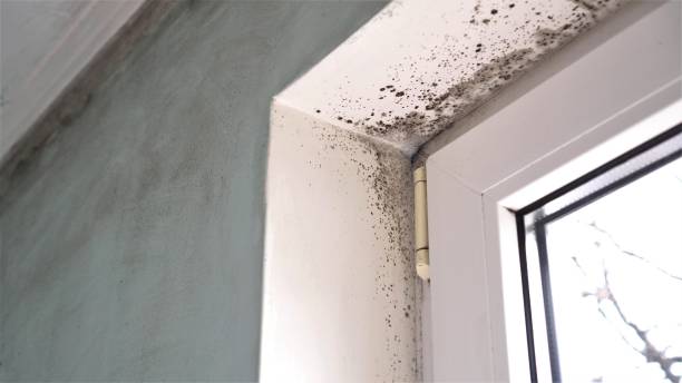 Best Mold Prevention Services  in Newville, PA