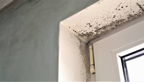 Best Attic Mold Removal  in Newville, PA