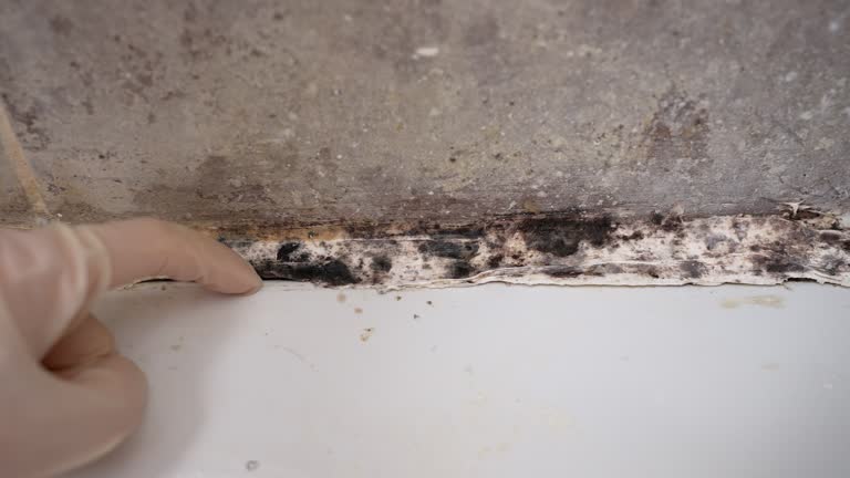 Best Mold Damage Restoration  in Newville, PA